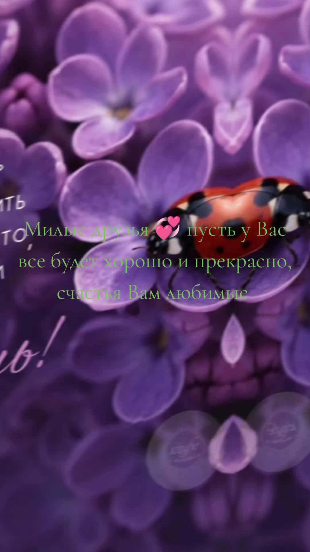 @леди Бодрум а 3