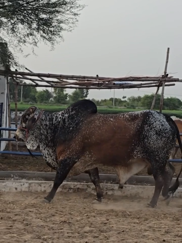 @Waqas Rohi wala