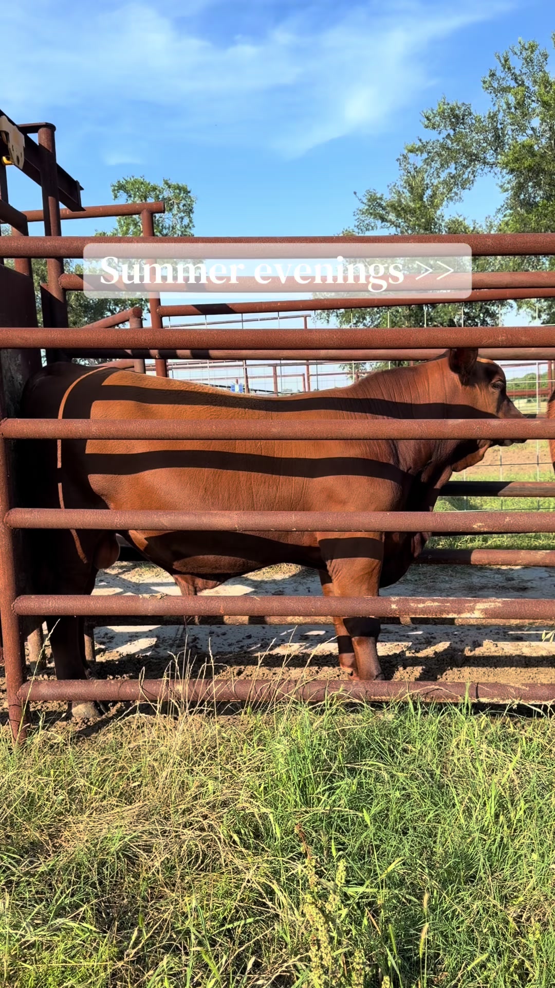 @Greenwood Stock Farms