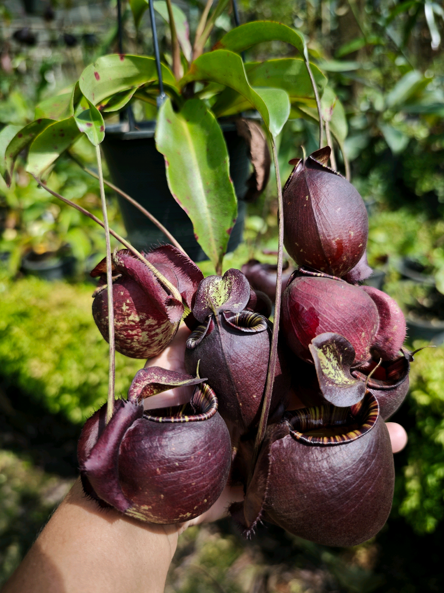 @GSp.Rayong Nepenthes