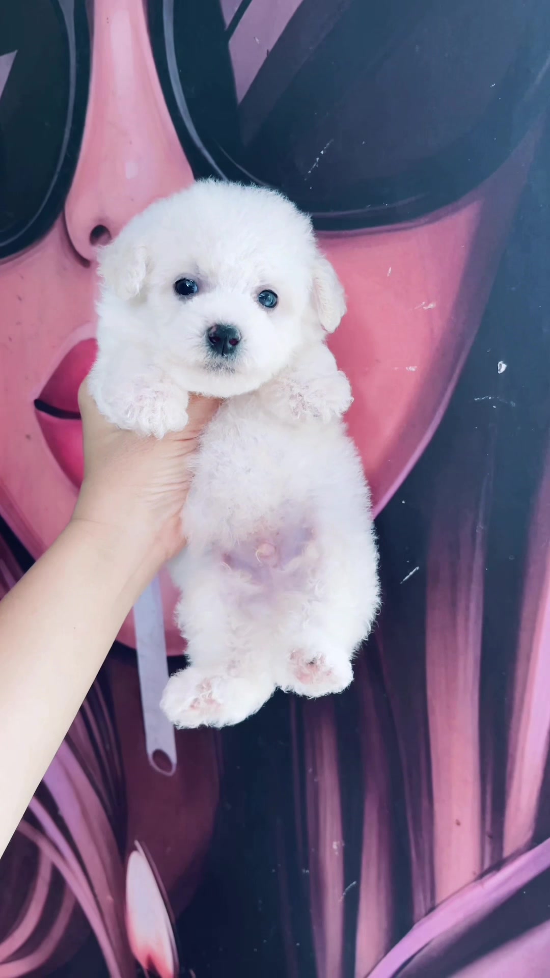 @THẾ GIỚI CH&Oacute; M&Egrave;O XINH😘