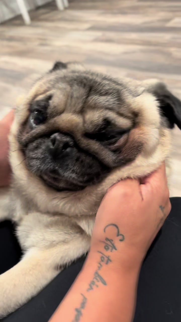 @Rocki the Pug ๐ถ