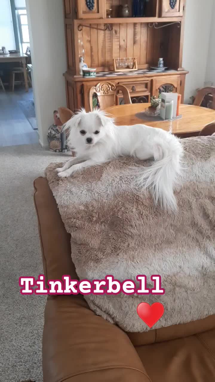 @danasdailydoodles