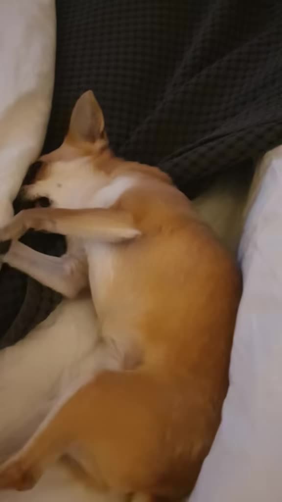 @bienchen der mini chihuahua