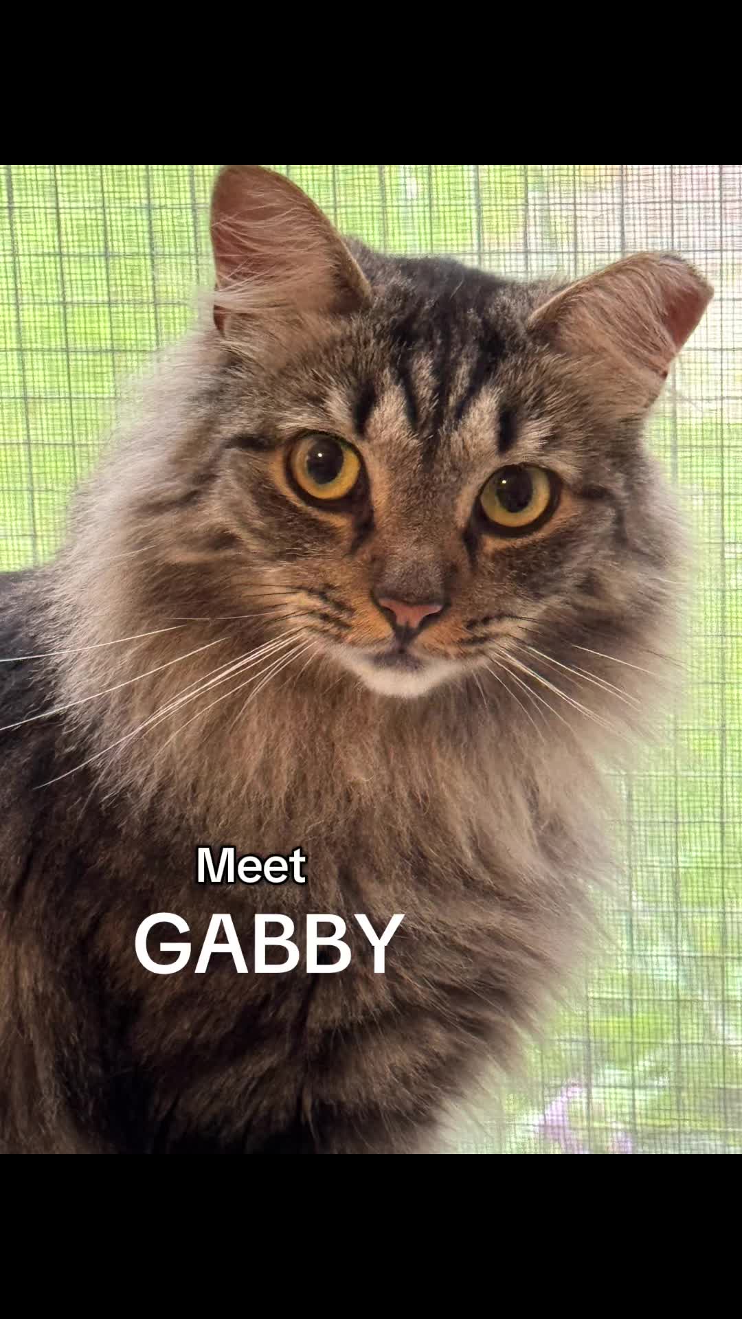 @North Toronto Cat Rescue