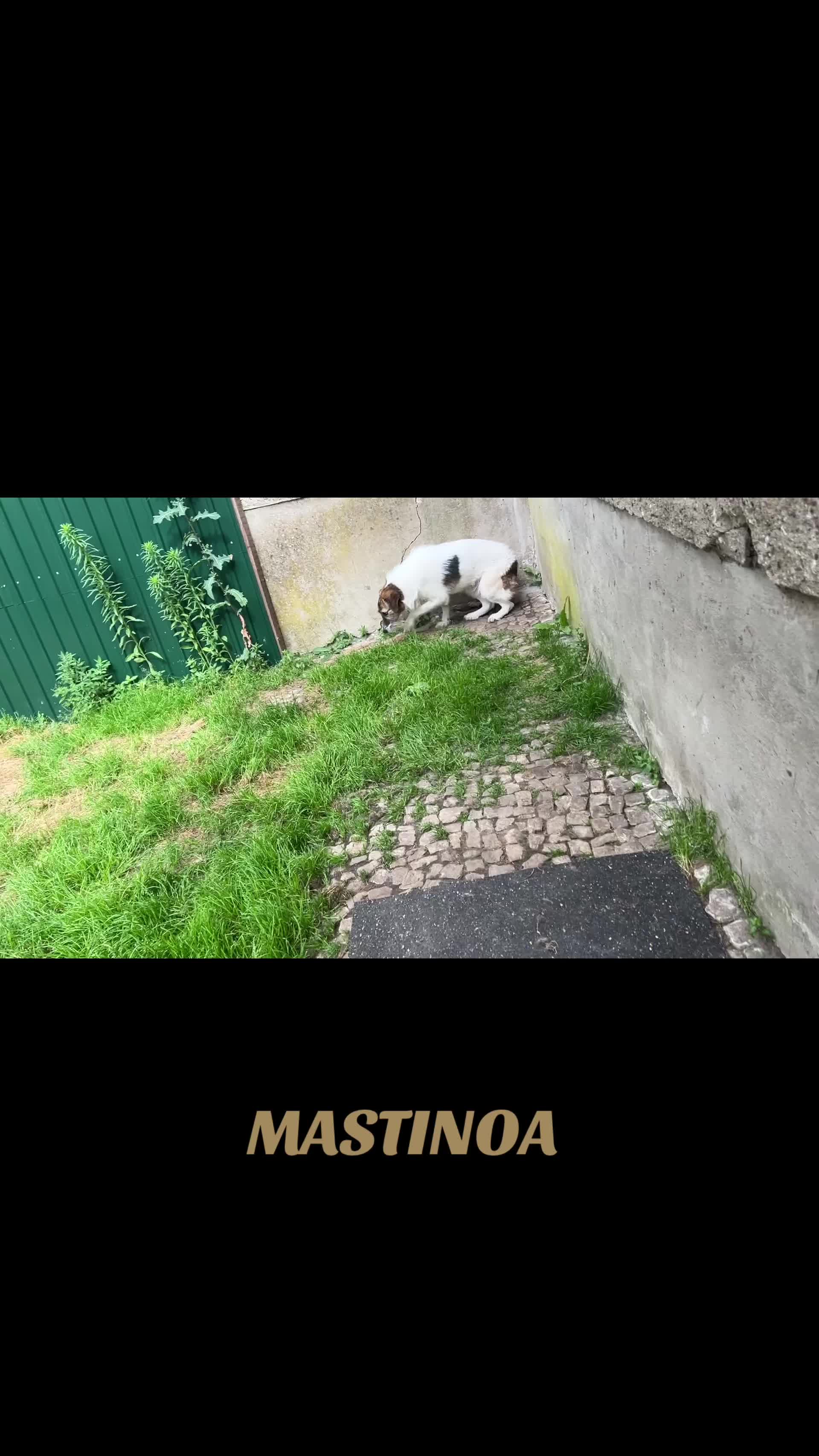 @MASTINOA pro
