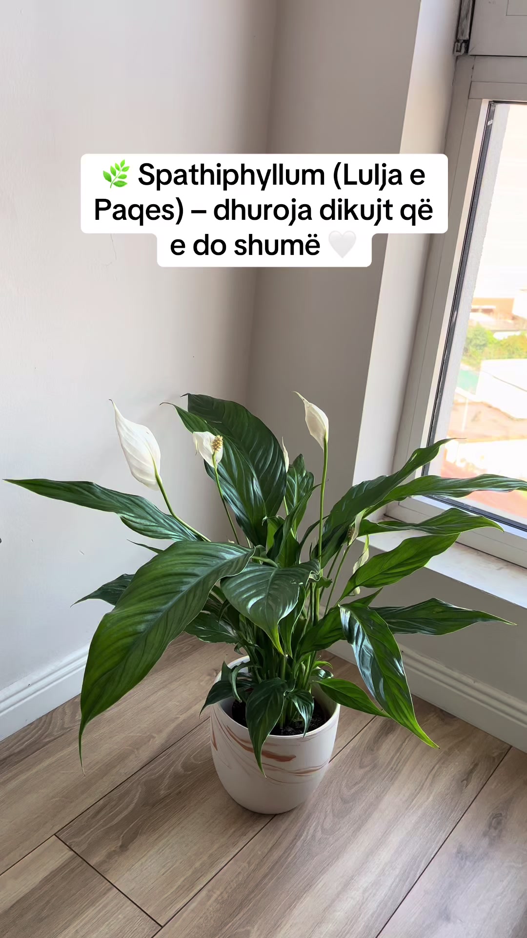 @Lule për ty