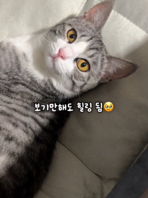 @투머치냥즈