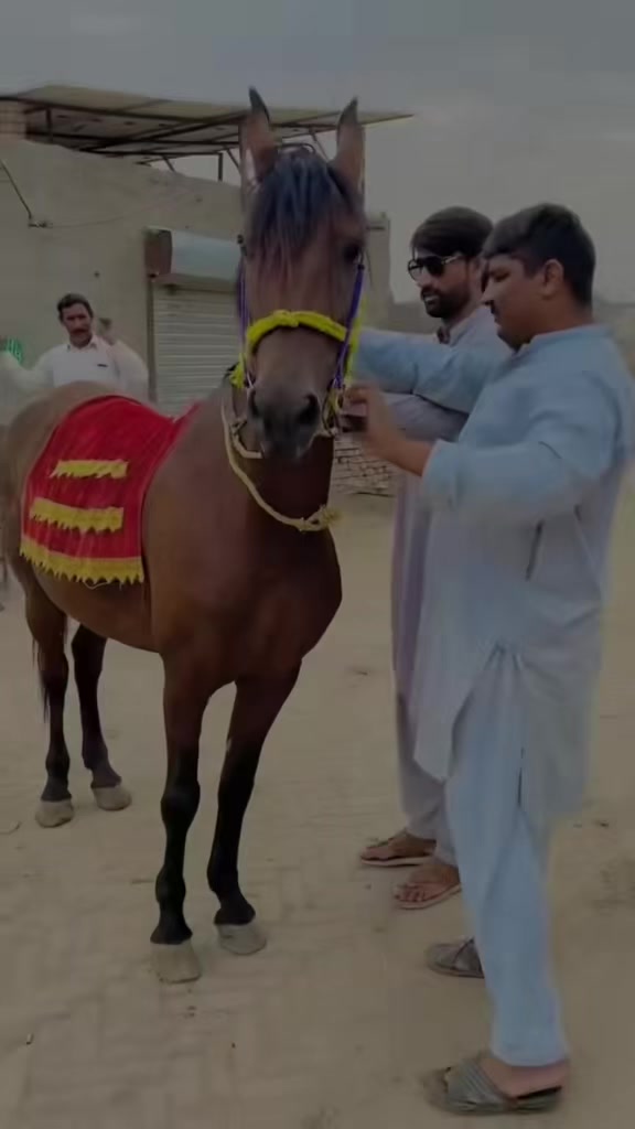 @علی شیربلکا🥷🏾
