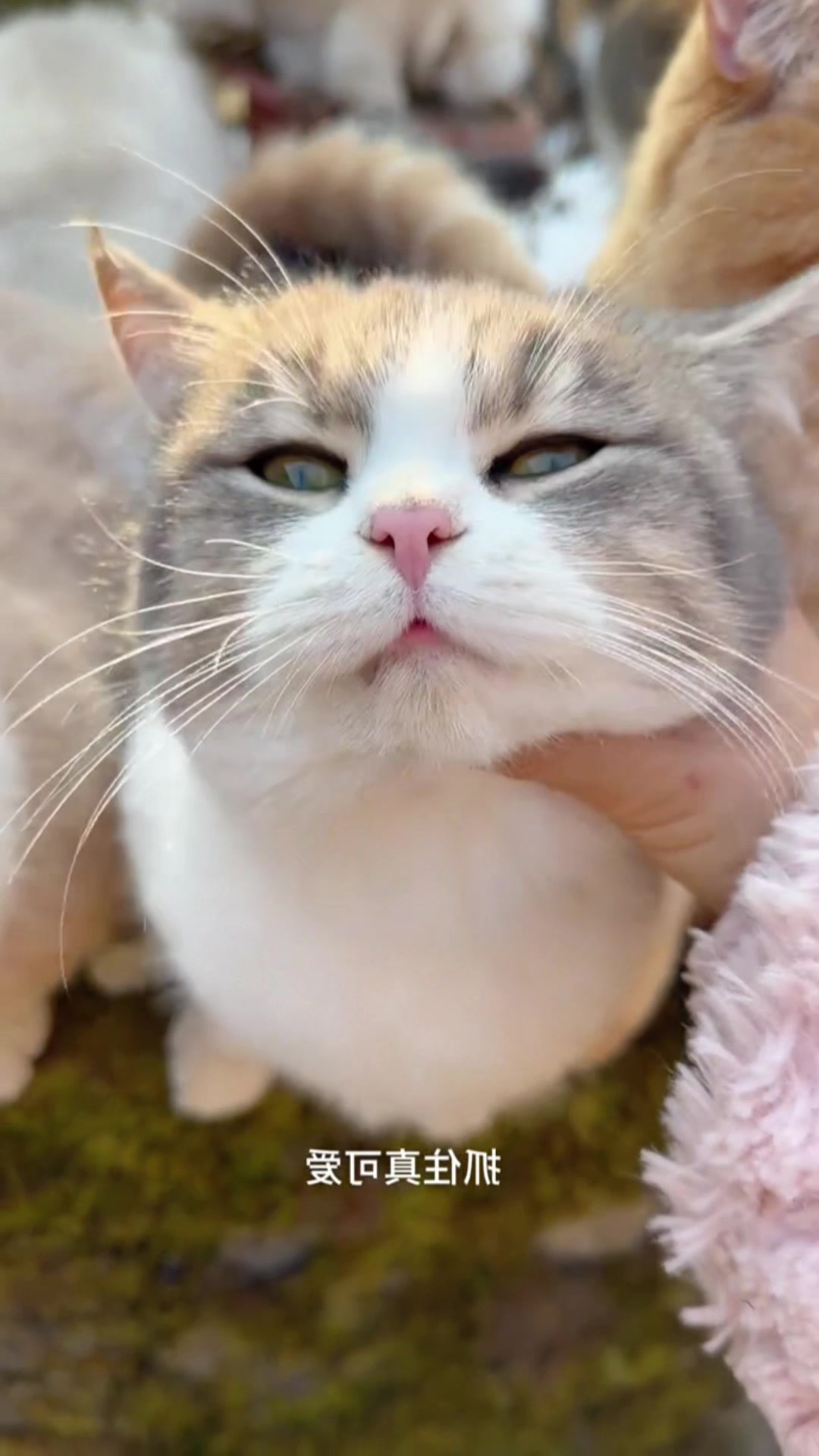 @Cute_kitten