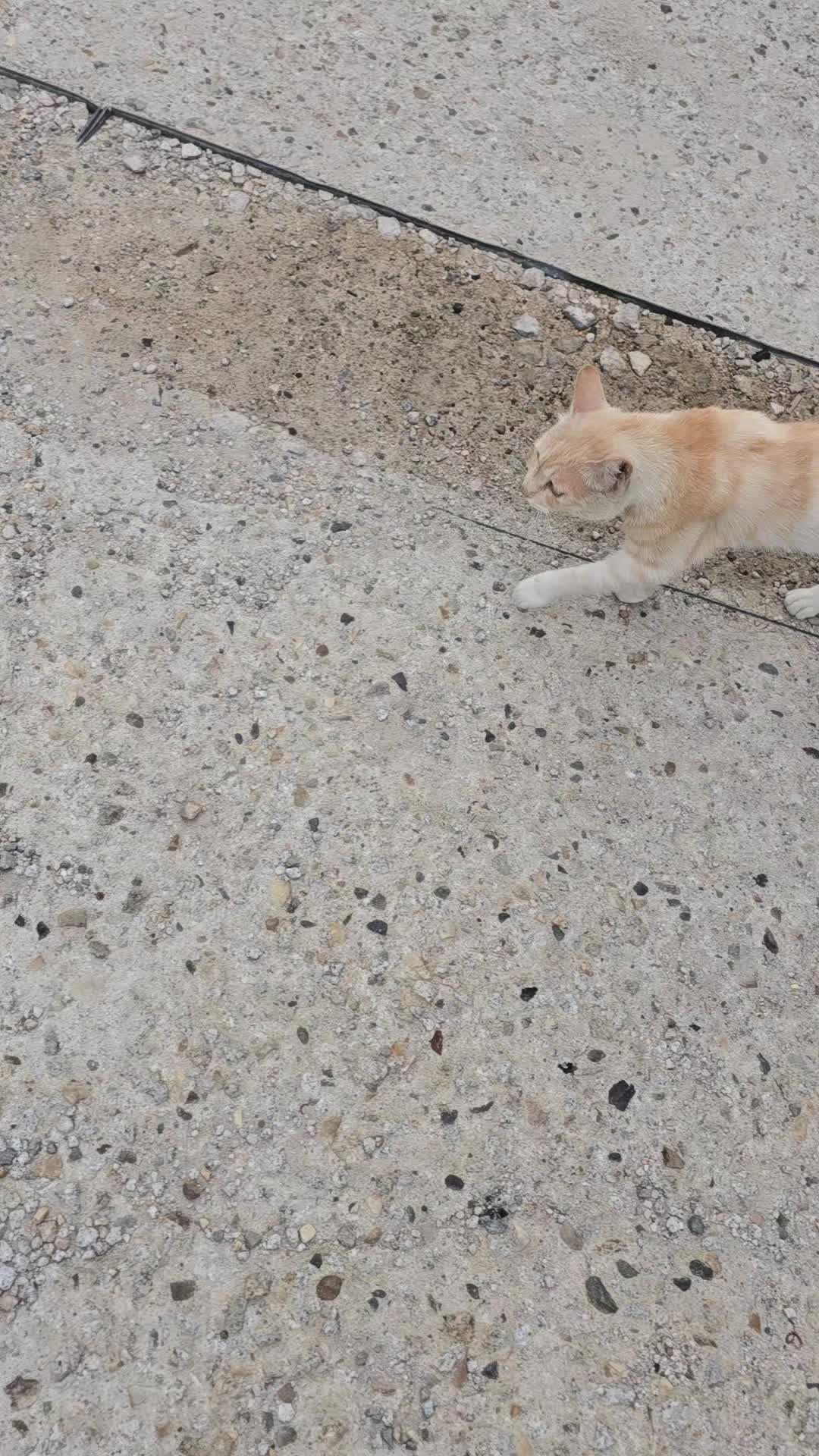@고양이 형아