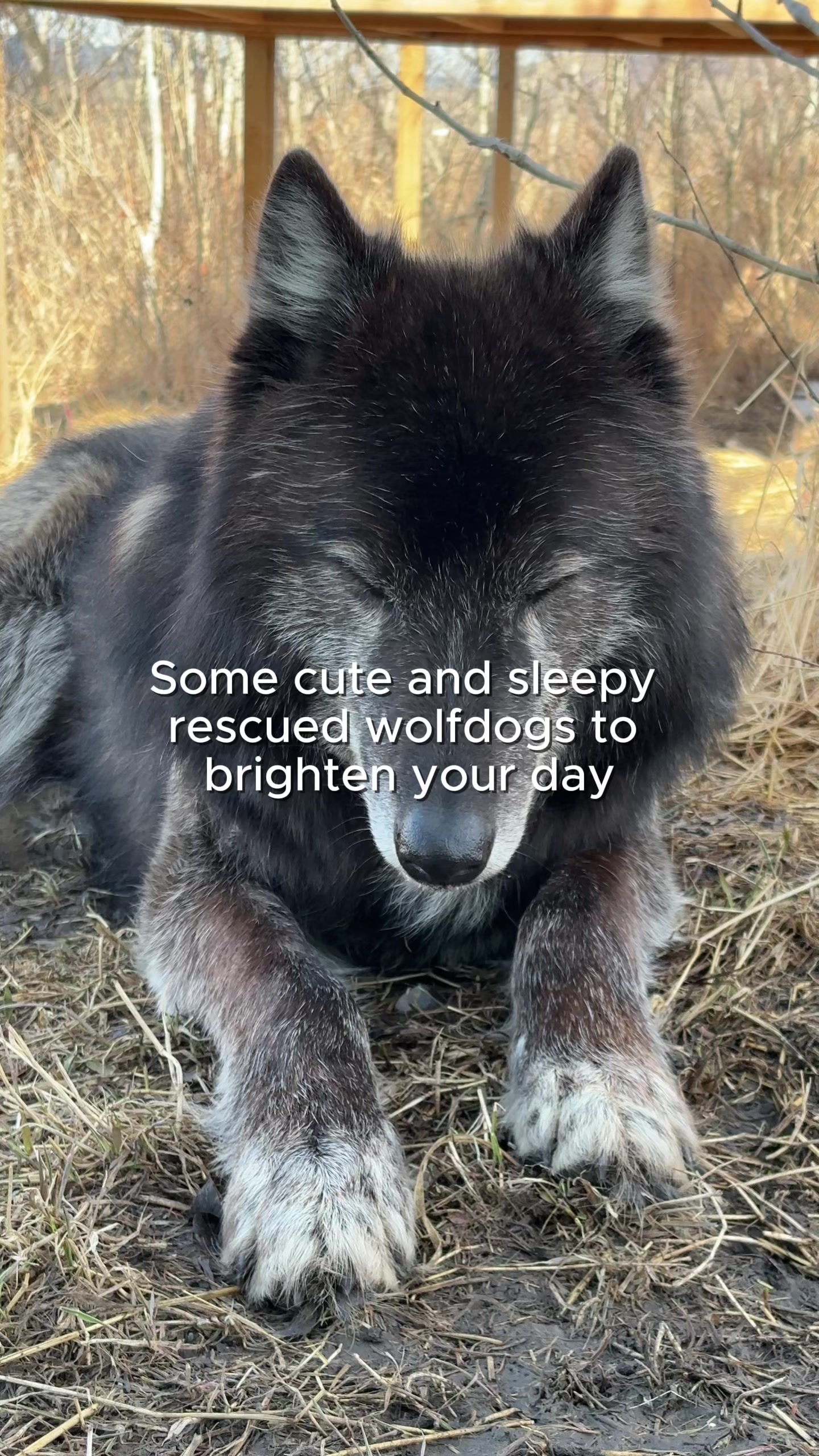 @Yamnuska Wolfdog Sanctuary