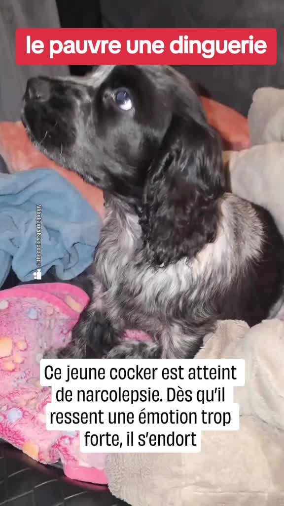 @L_ExpertDuParc