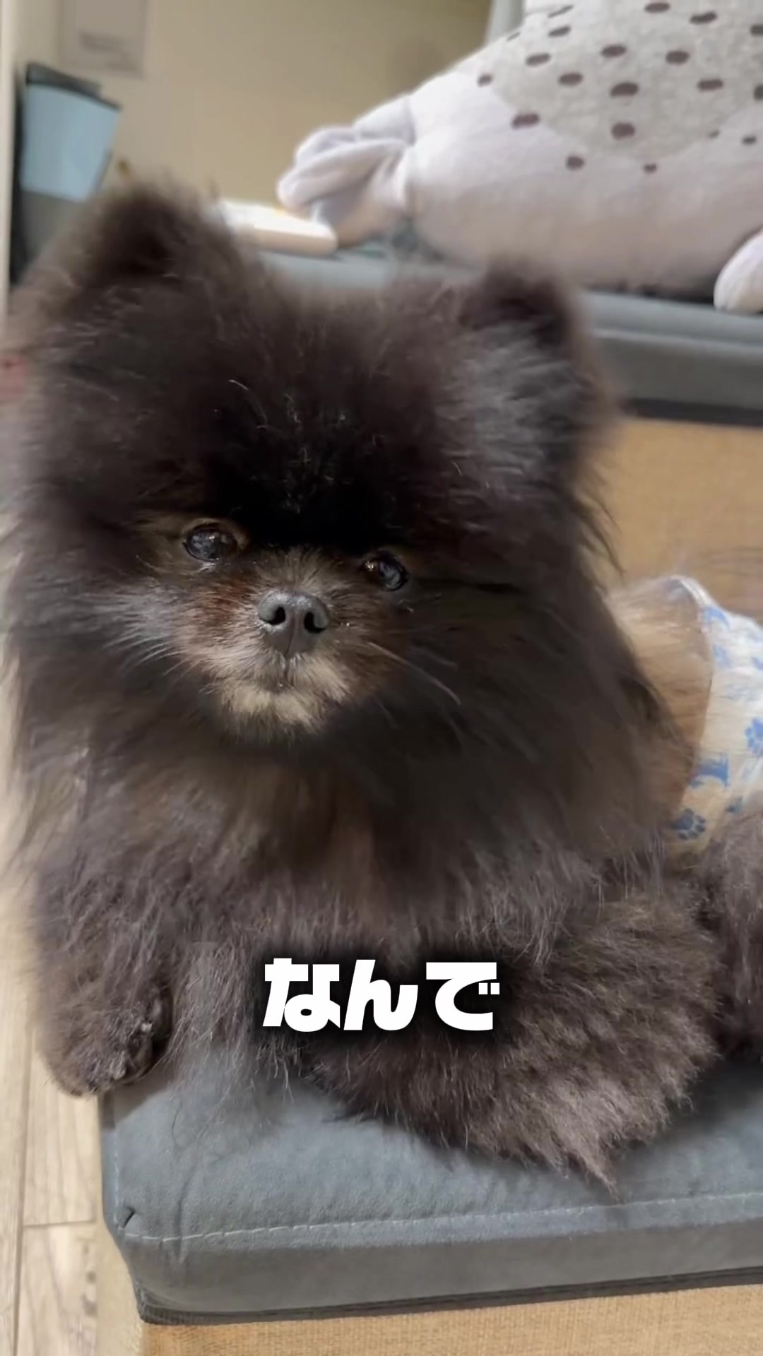 @黒ポメのえんま🐻🍿