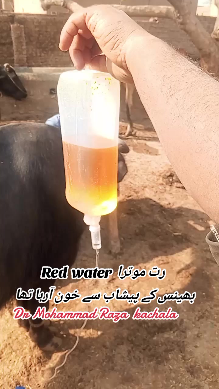 @Dr Mohammad Raza Kachala