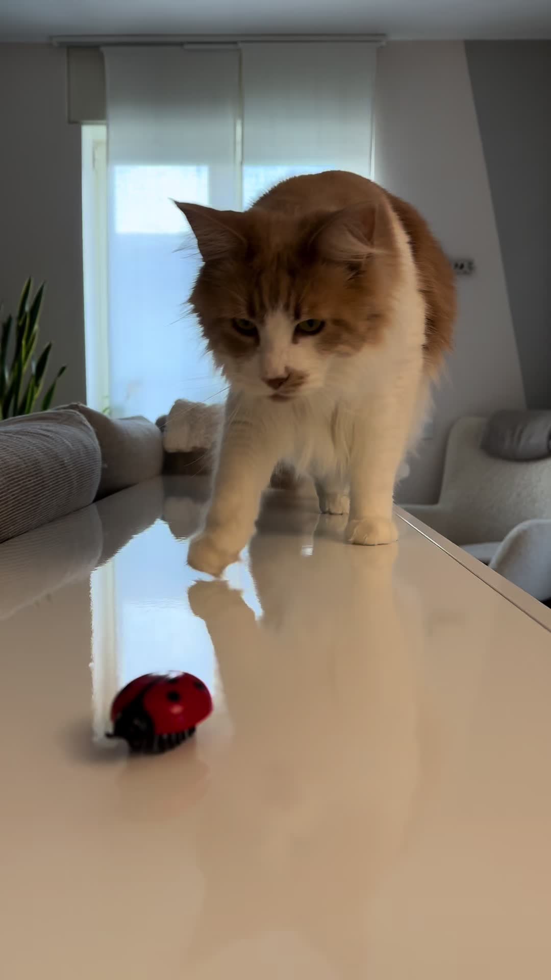 @Mike e Mendy Maine Coon