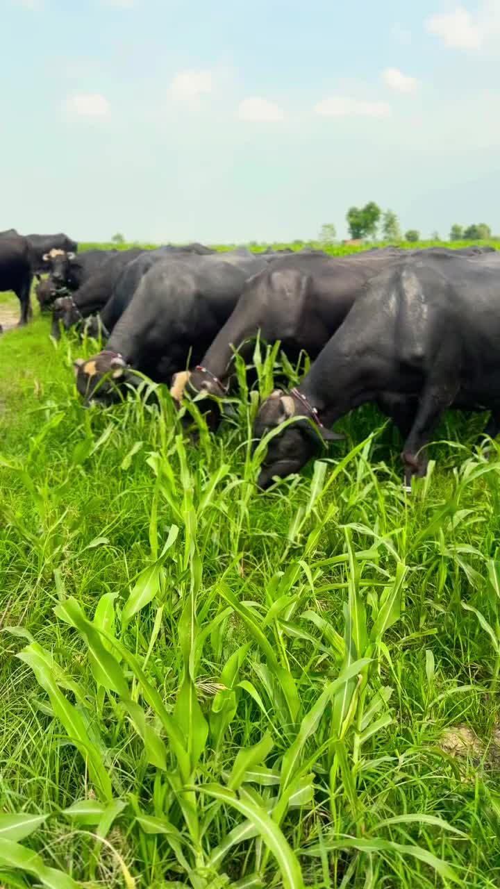 @GUJJAR DAIRY FARM