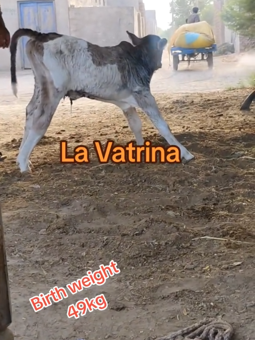 @D-Company_Brahman