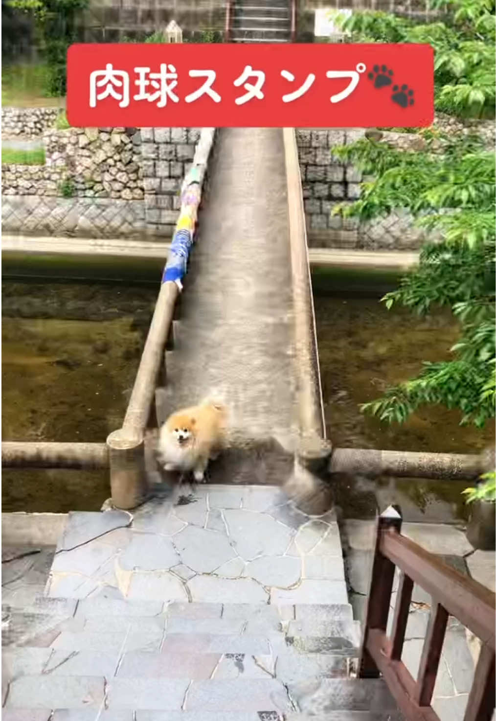 @ポメラニアン🐾えびす
