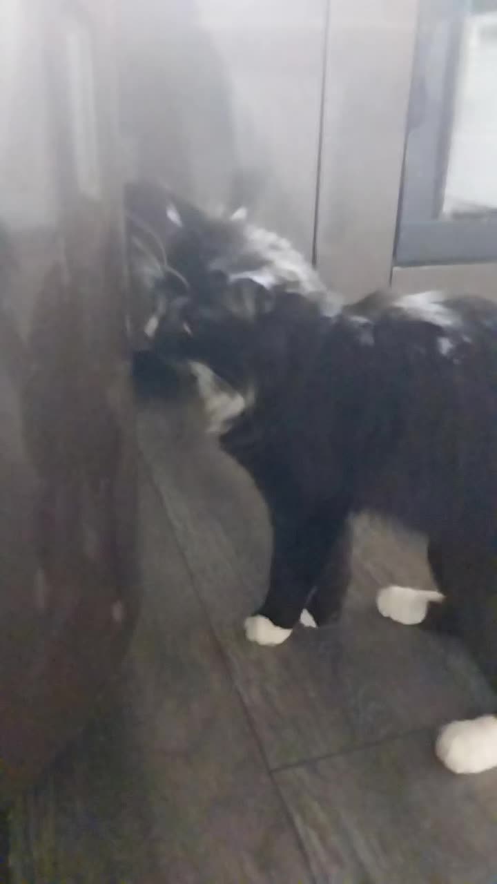 @лилац ∅ (котик хлыщ)