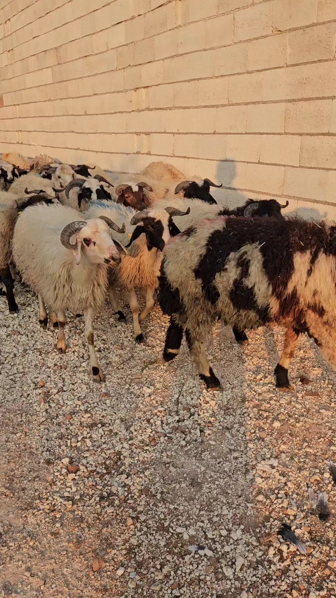 @Cebrail bekmezci