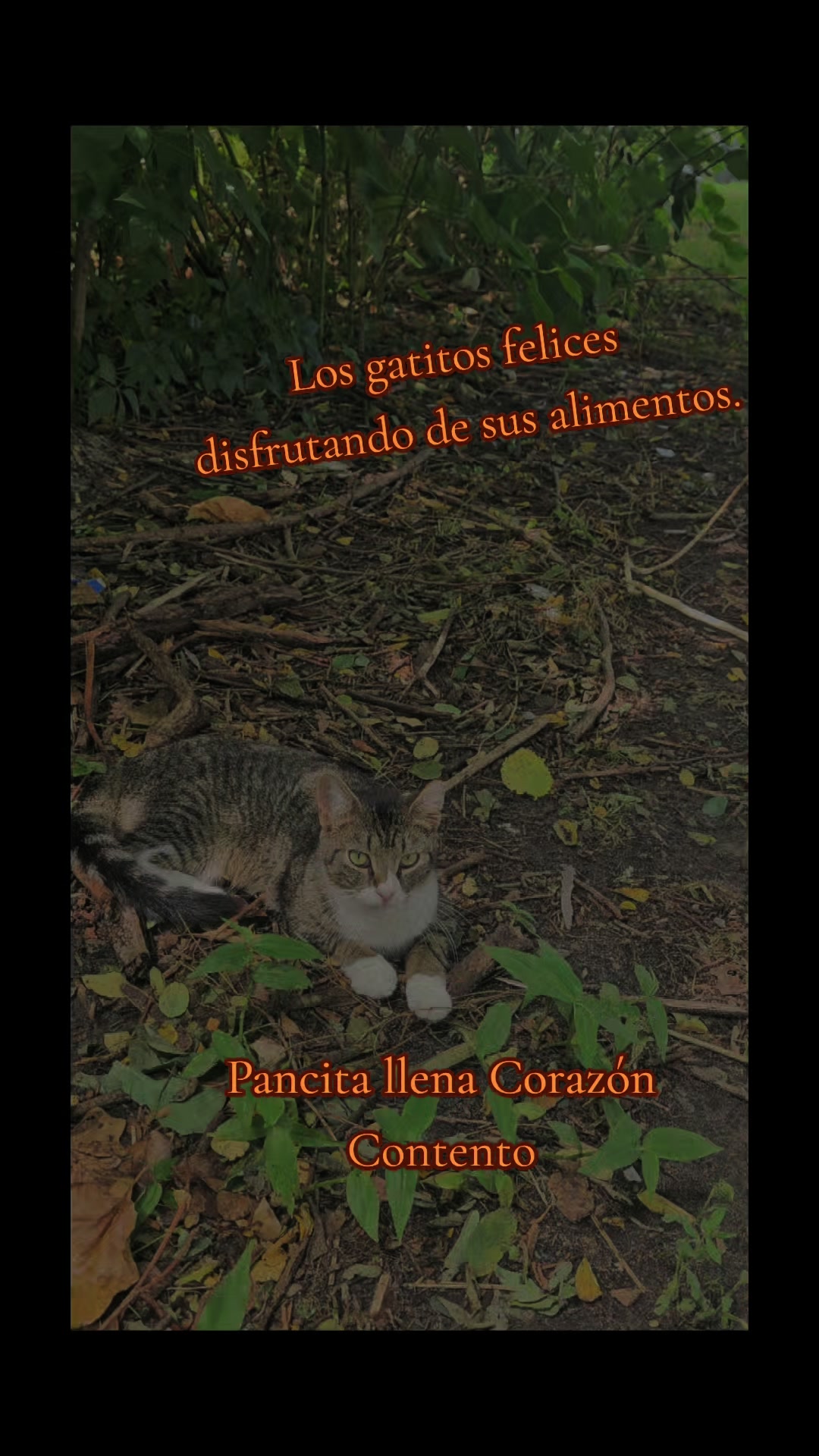 @🇲🇽Guli.Carrada 🐈⬛