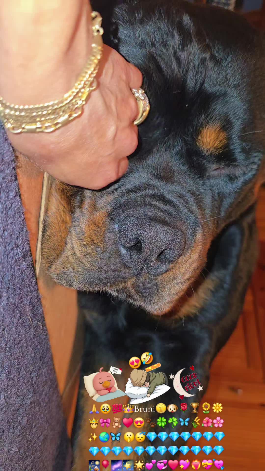 @Rottweiler Bruno