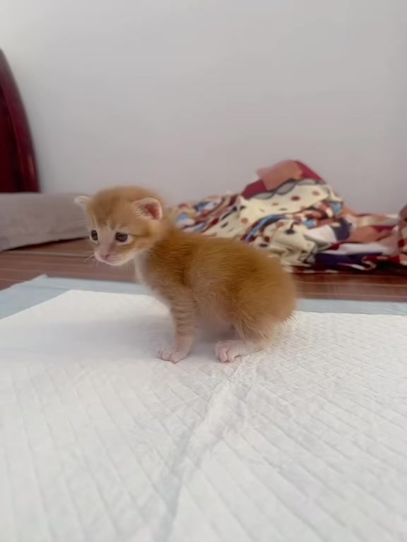 @catbosssss