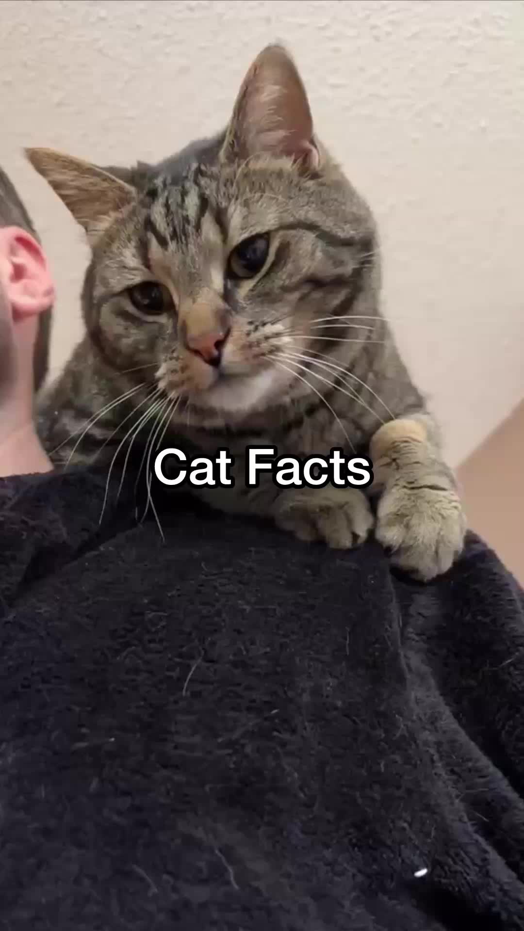 @Chip The Manx