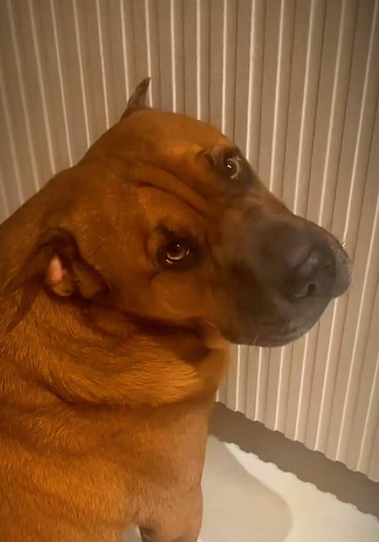 @Ryder 🐾 Rescue Shar Pei