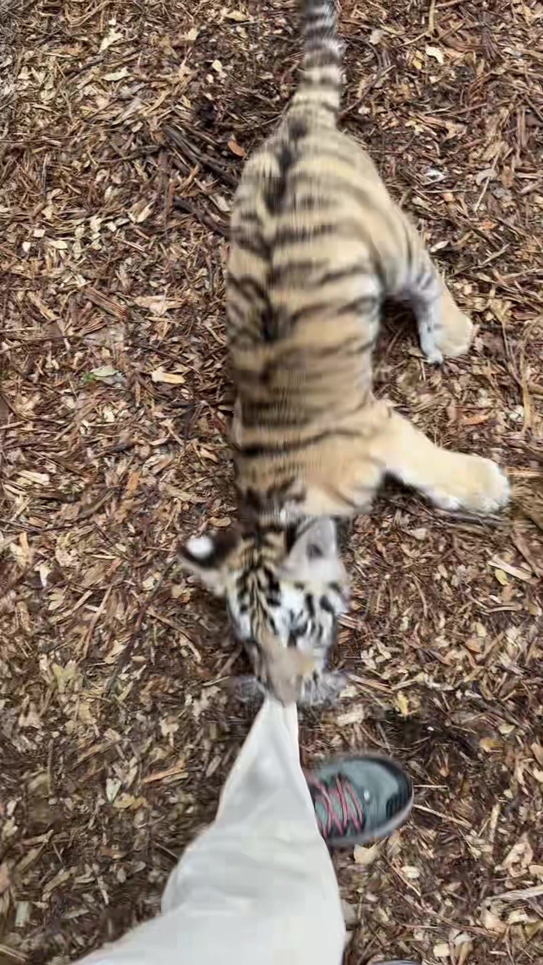 @Texas Wildlife Park