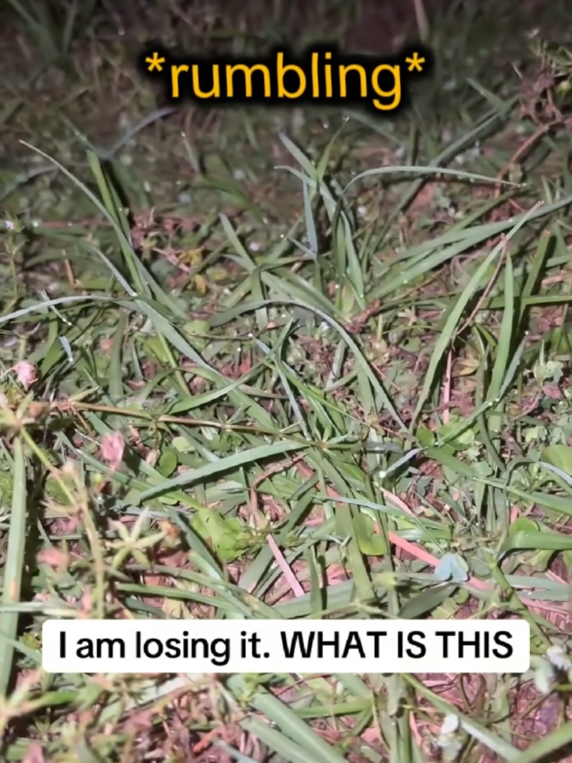 @DarkMoose