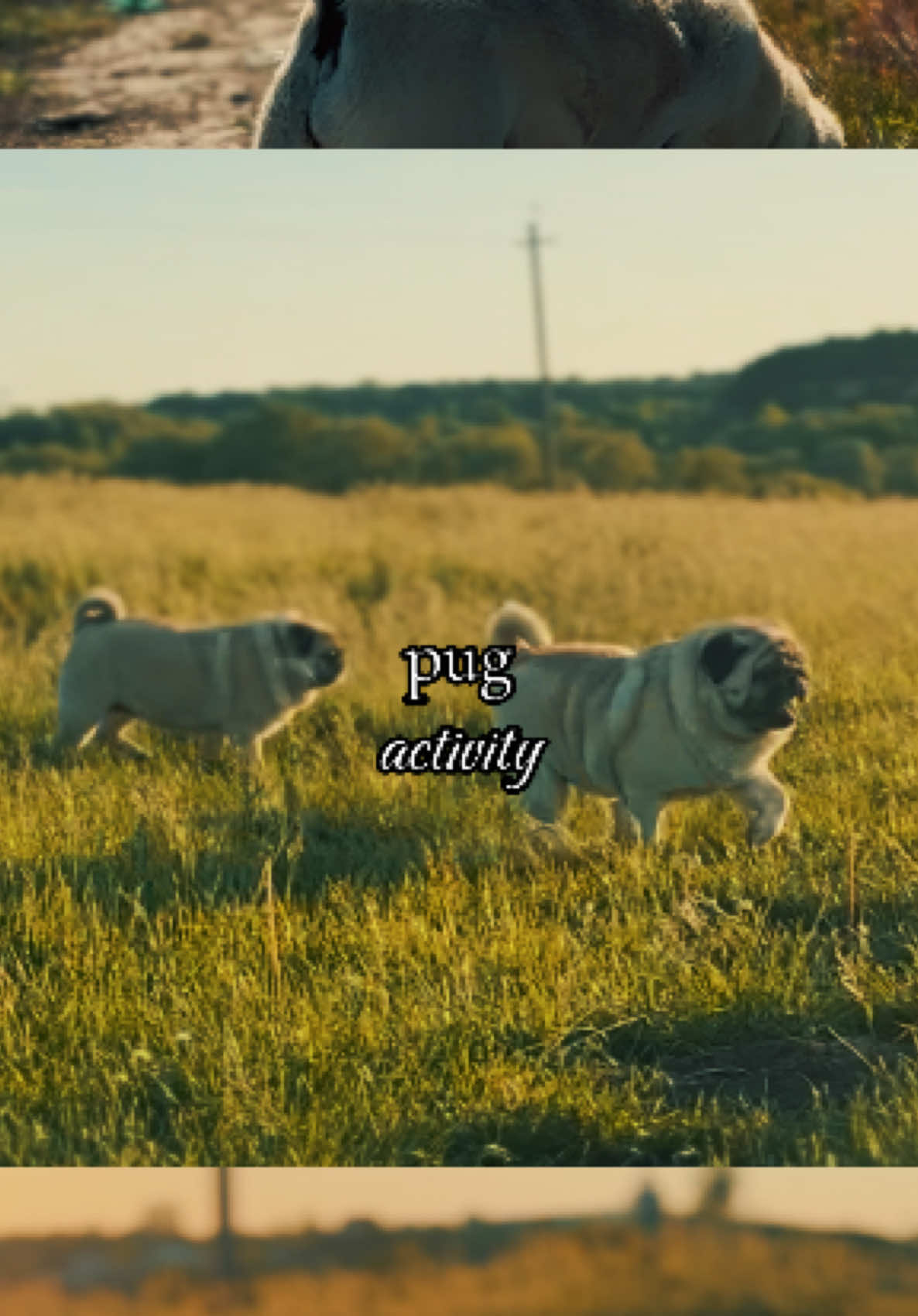 @Pug_bulka
