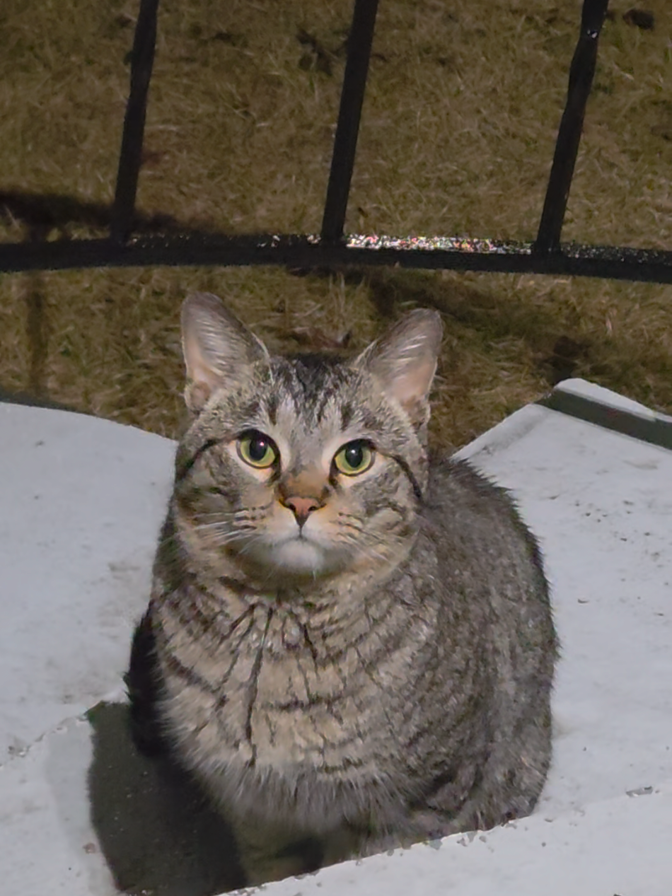 @Jelly's Feline Friends