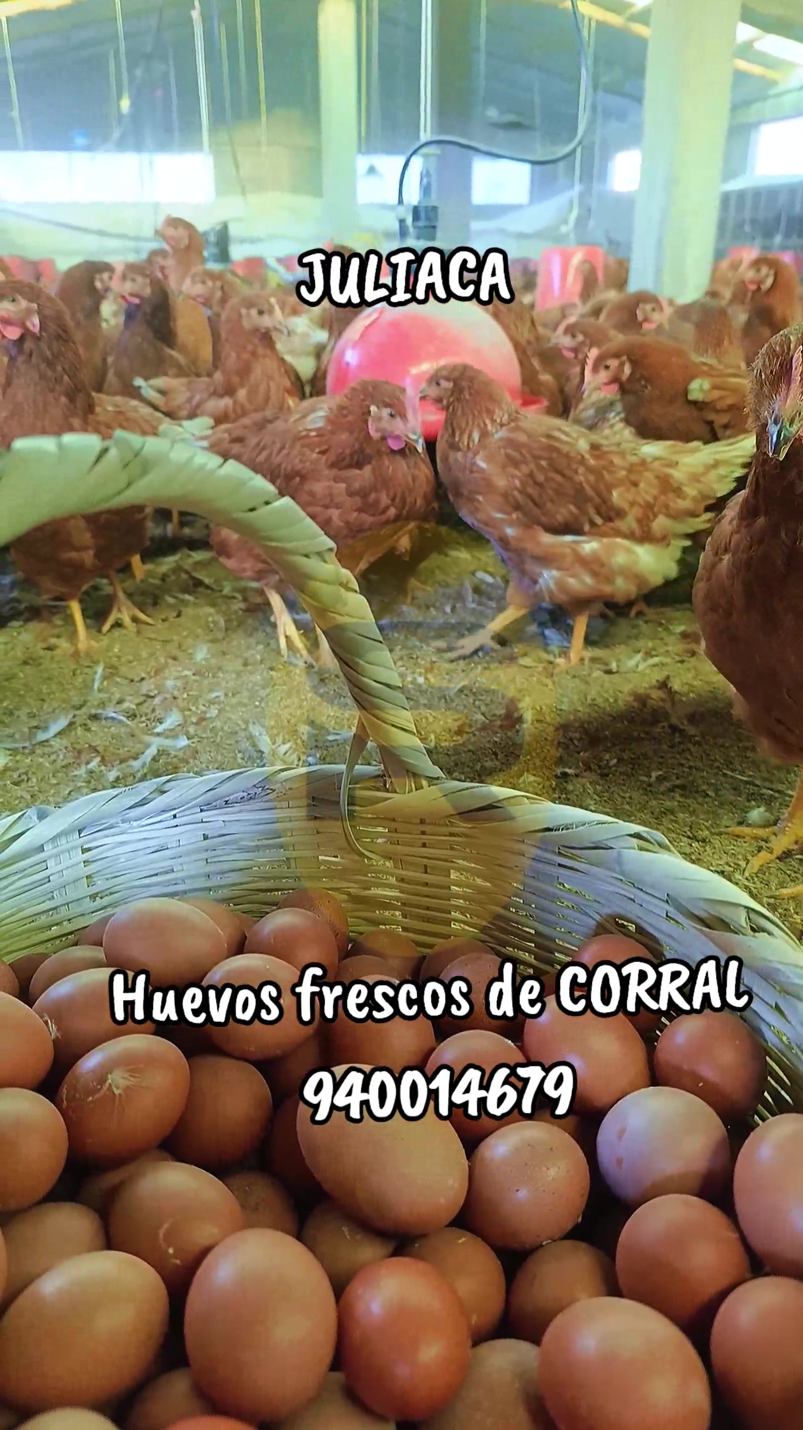 @HUEVOS DE CORRAL JULIACA