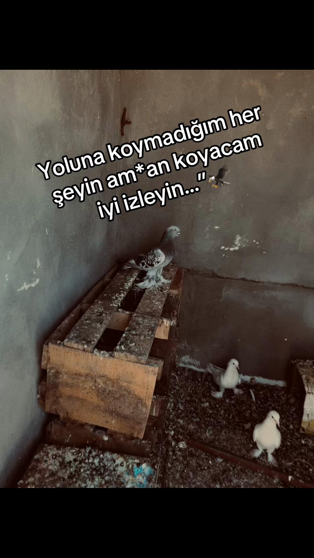 @User.can 🦅