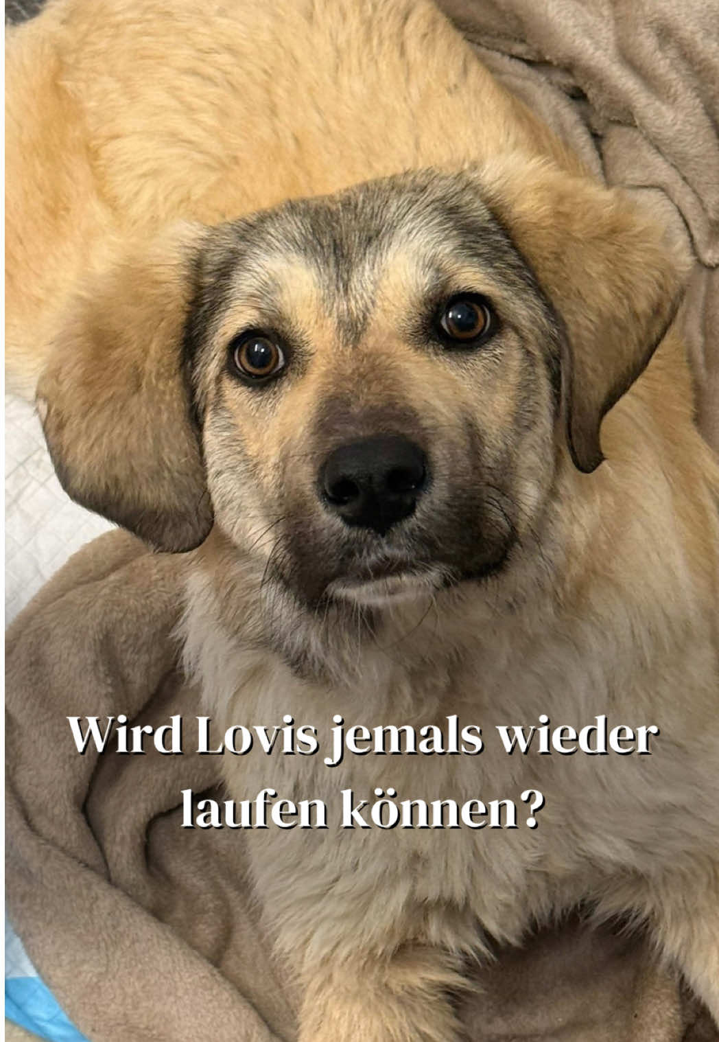 @SpecialDogs e.V.