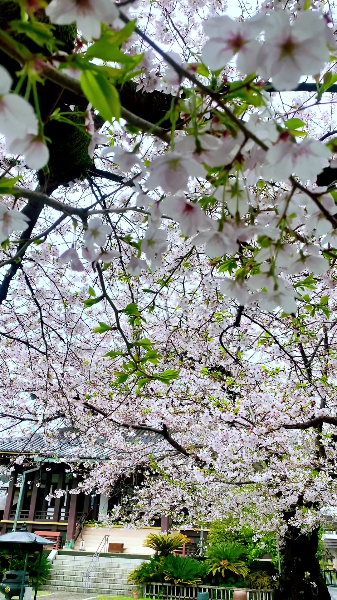 @Beauty of Japan