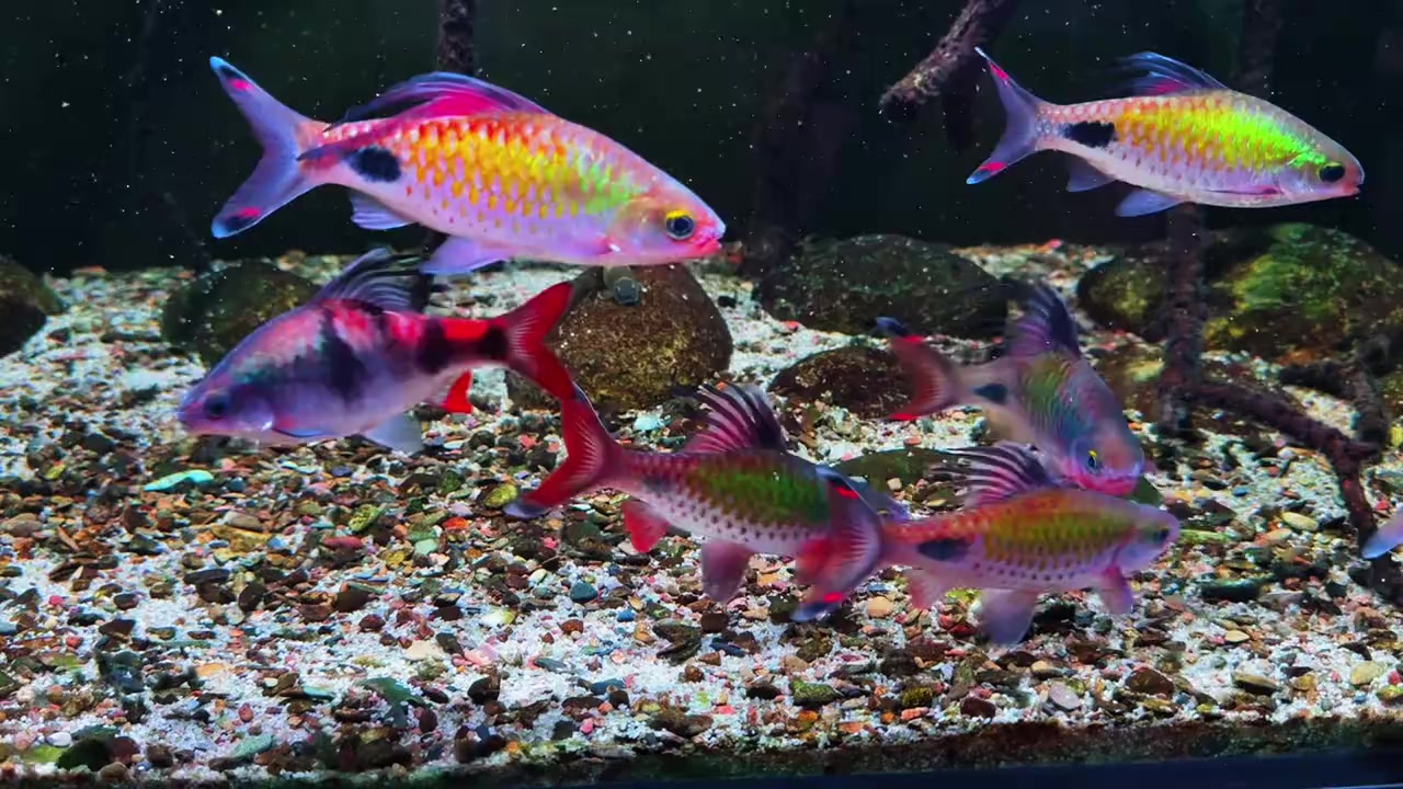 @Long chơi hồng mi bóng đêm 🦈