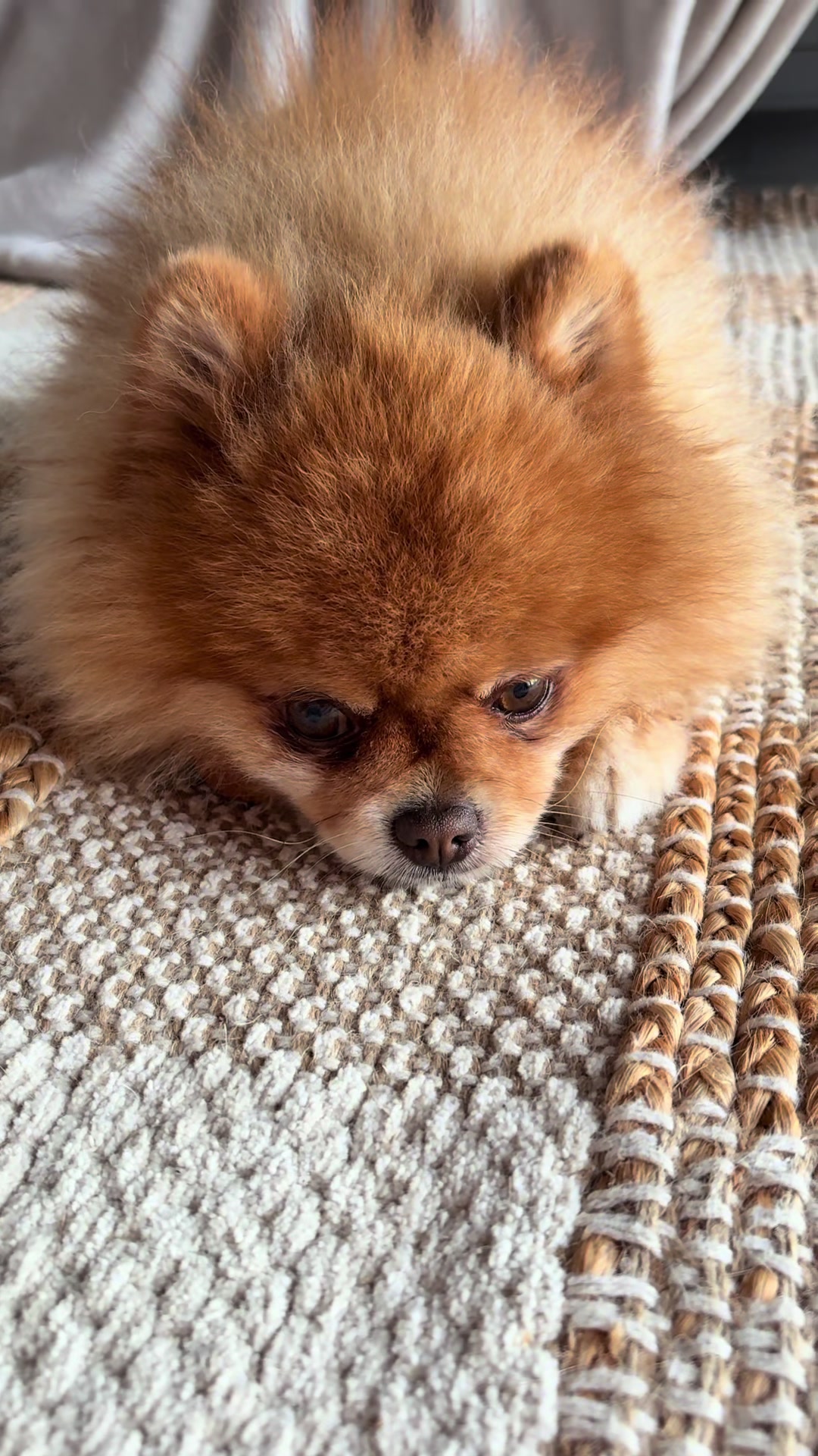 @dieKuschelpuschels🥐 🌸