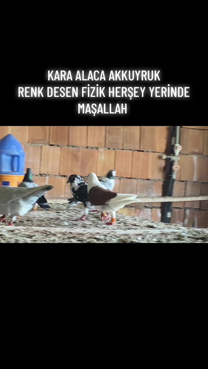 @ⒼİSMAİL ACARⒼ