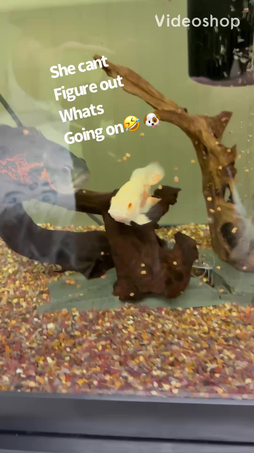 @fishdaddy2002