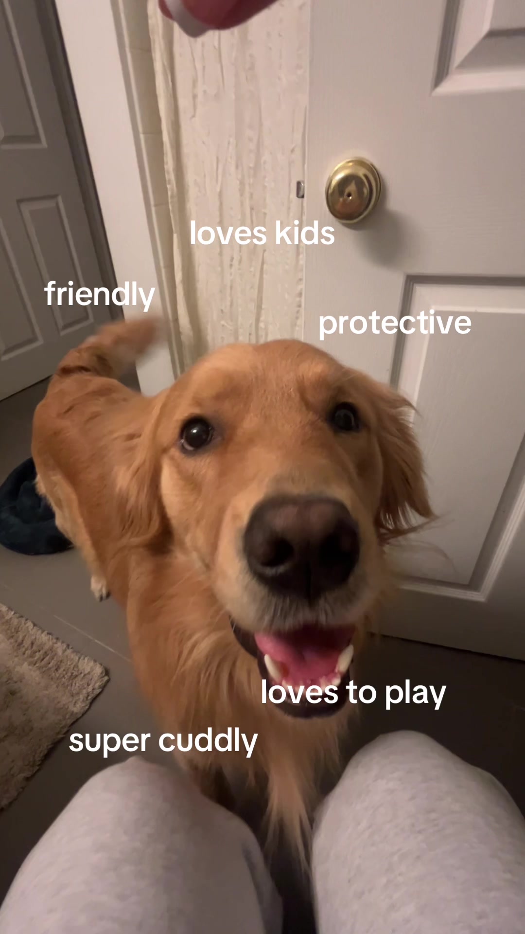 @Teddy, Bubbles, & Biscuit
