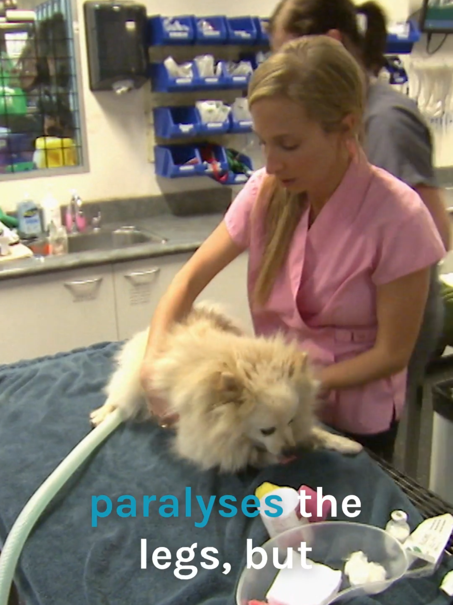@Bondi Vet