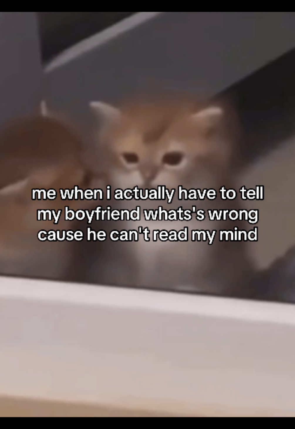 @Alice.cattok