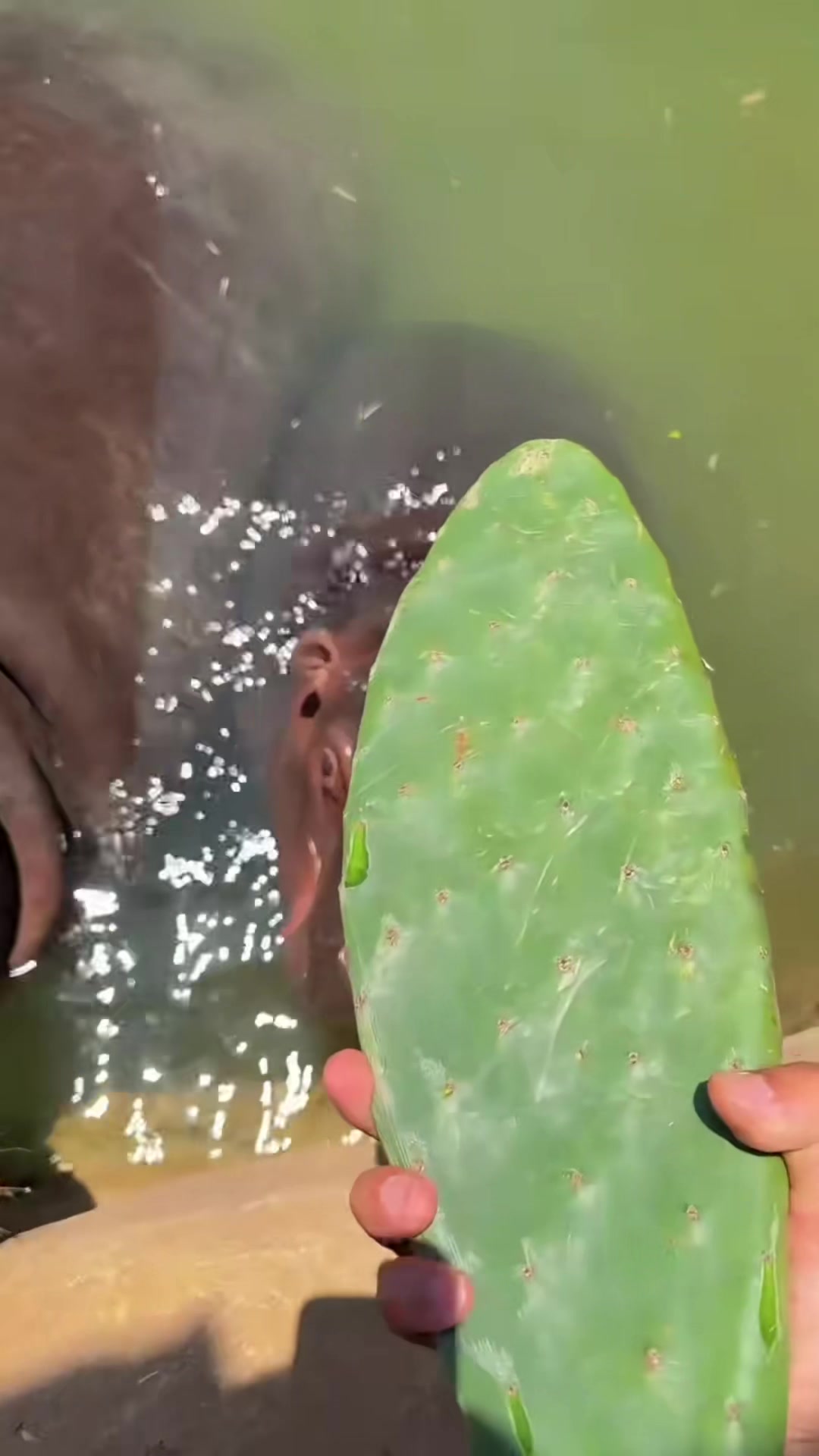@Hippo