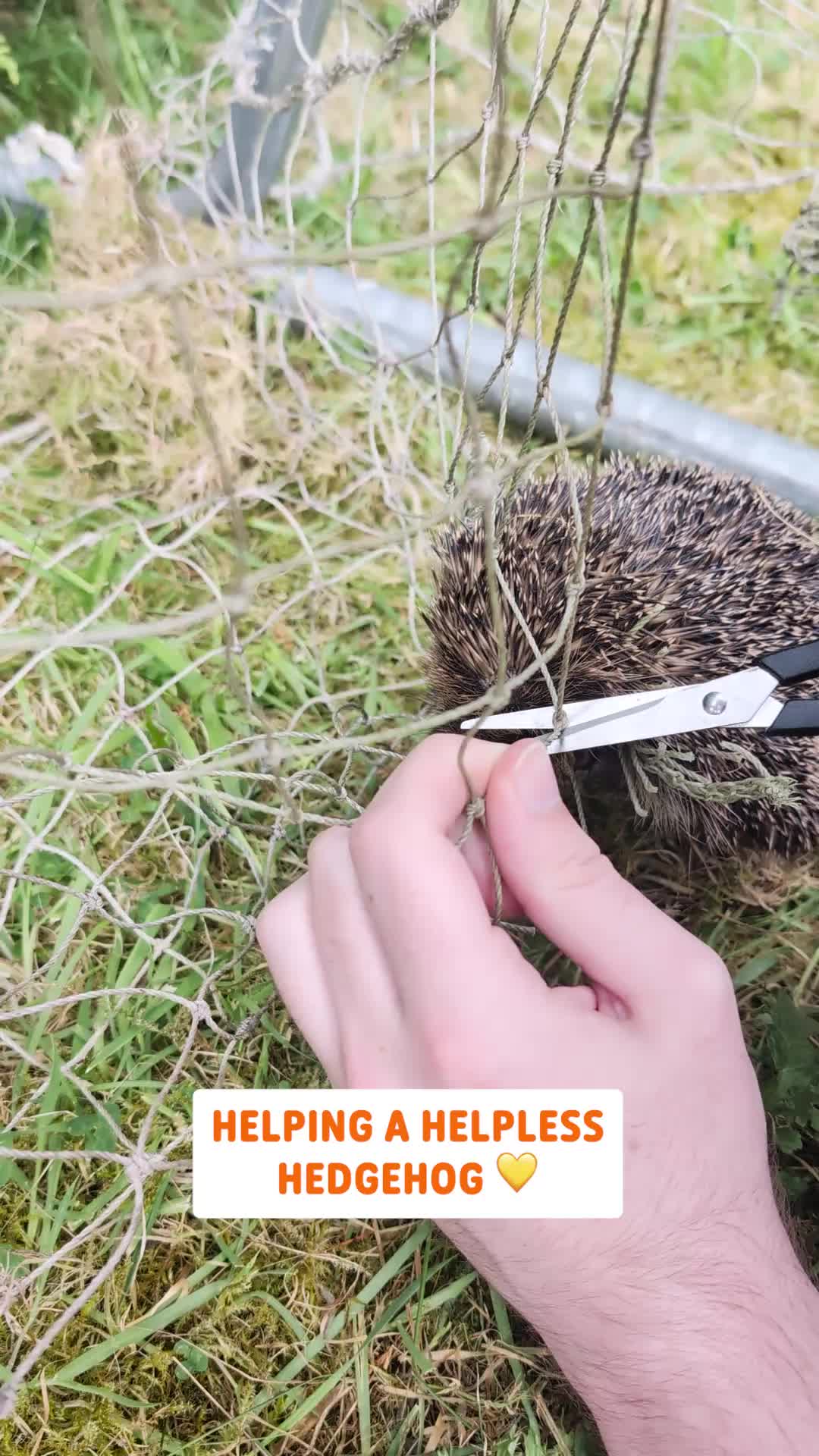 @Pawsome Pets