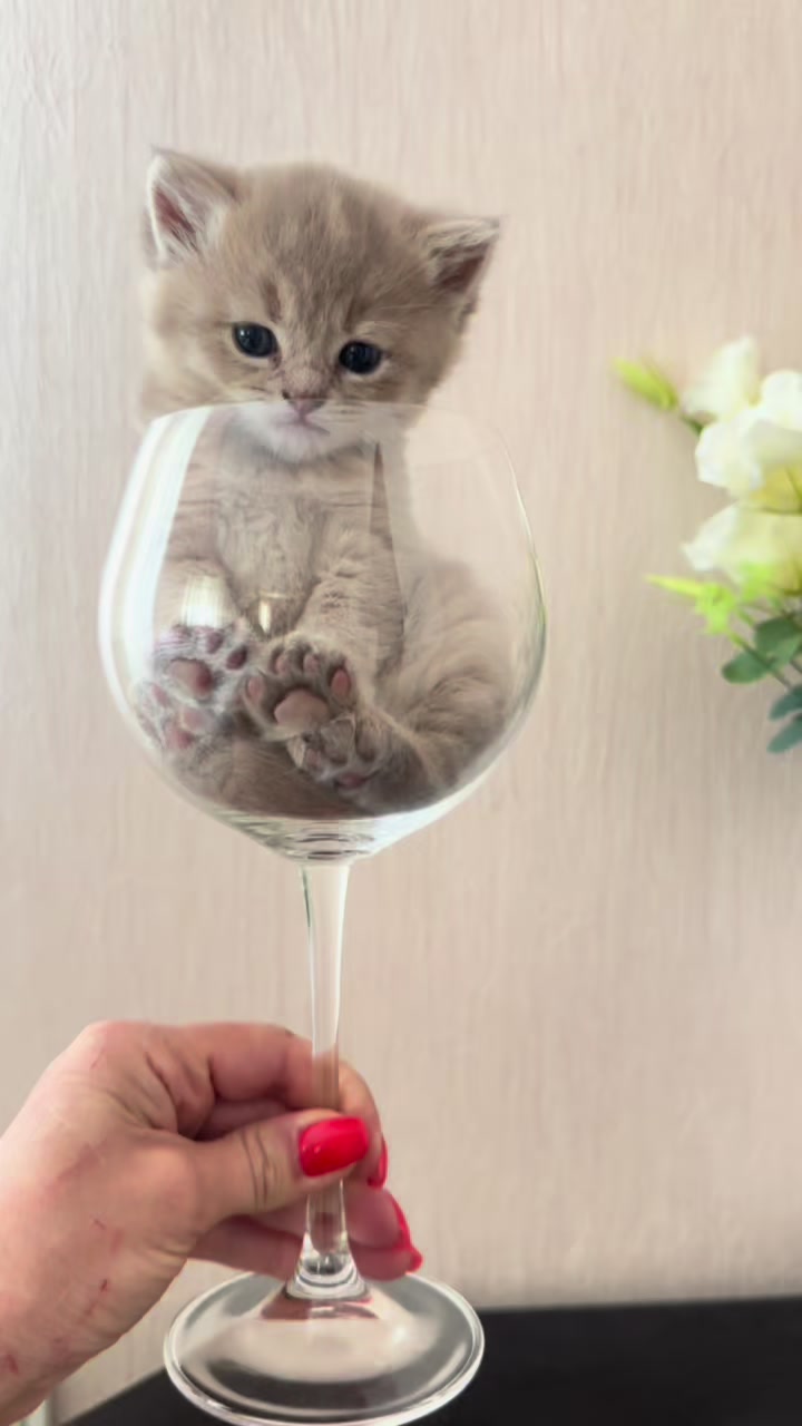 @cat.sheri.kittens