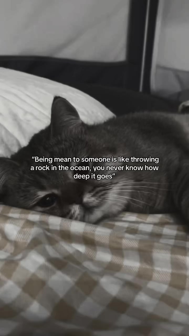 @Meow kitty