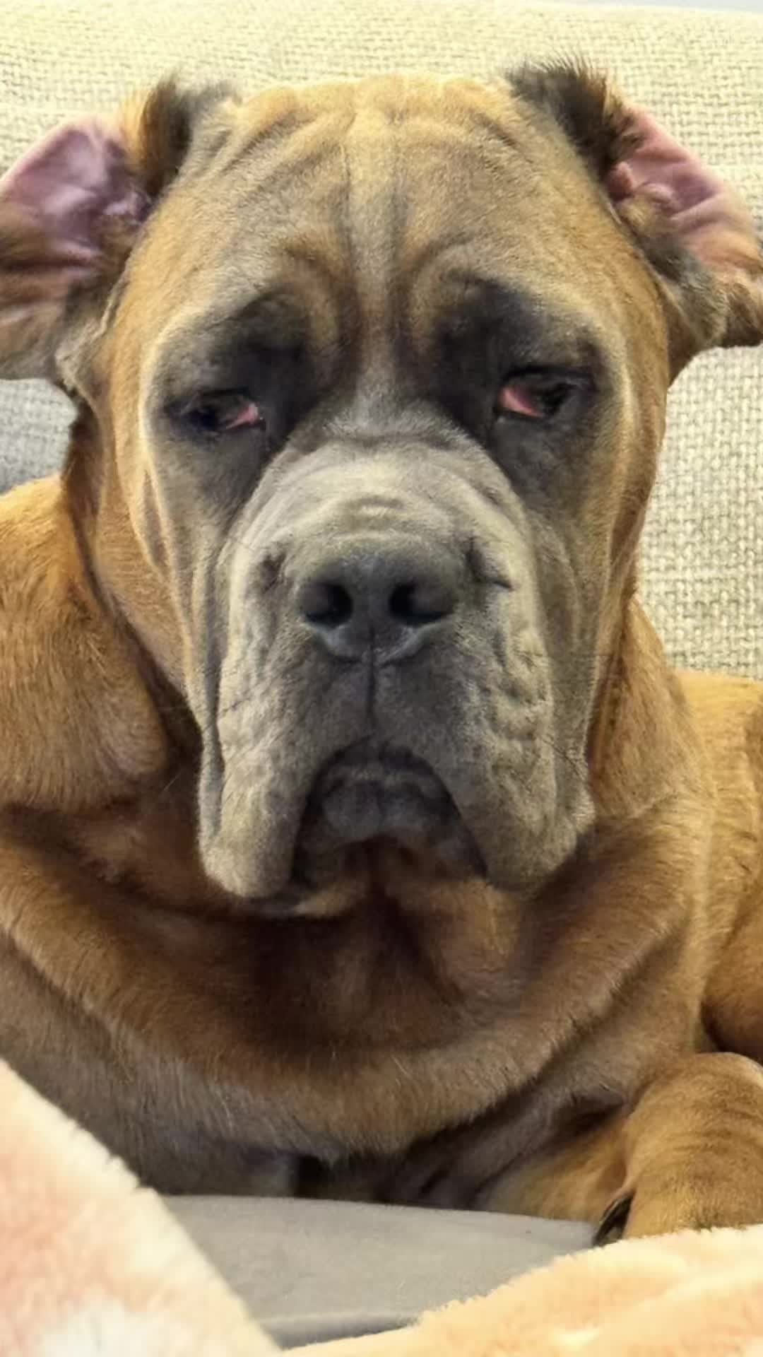 @Chicocanecorso